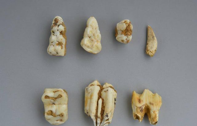 16.000 Yıllık İnsan Kafatası Sofili Bulundu