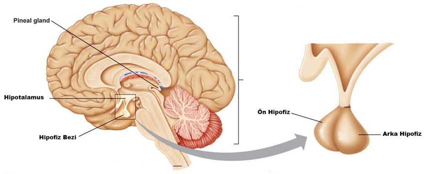 Hipofiz nedir? Ne işe yarar?